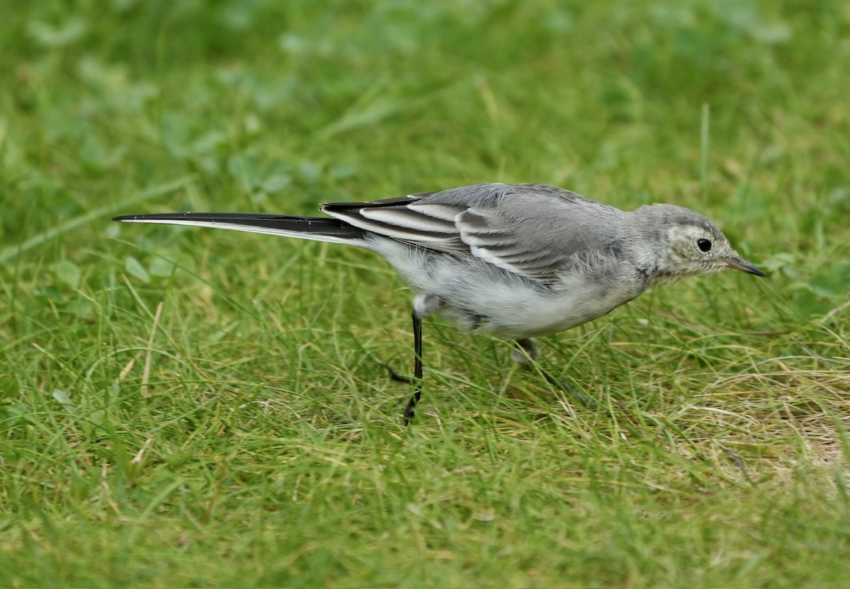 White Wagtail - ML600224541