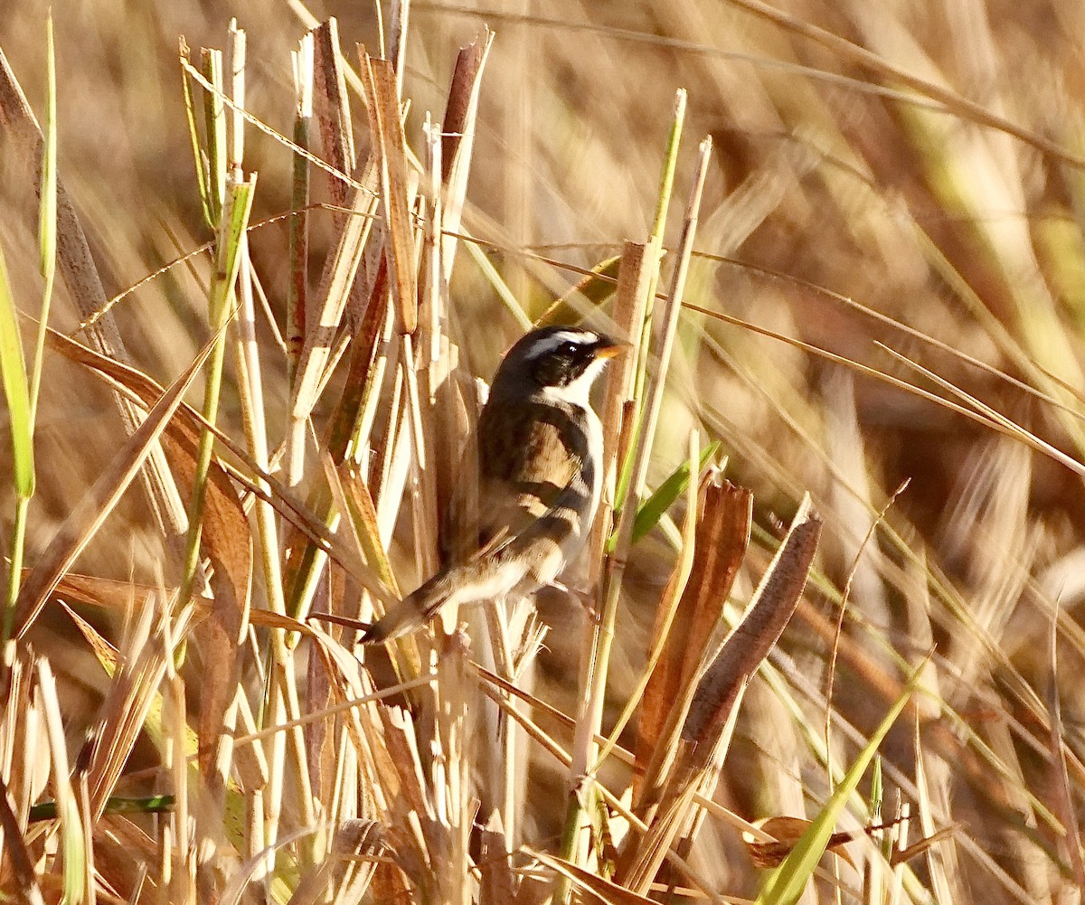 Black-masked Finch - Brett Hartl