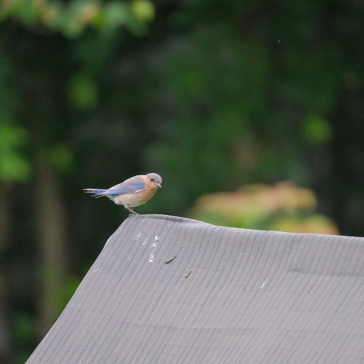 Eastern Bluebird - ML600224941