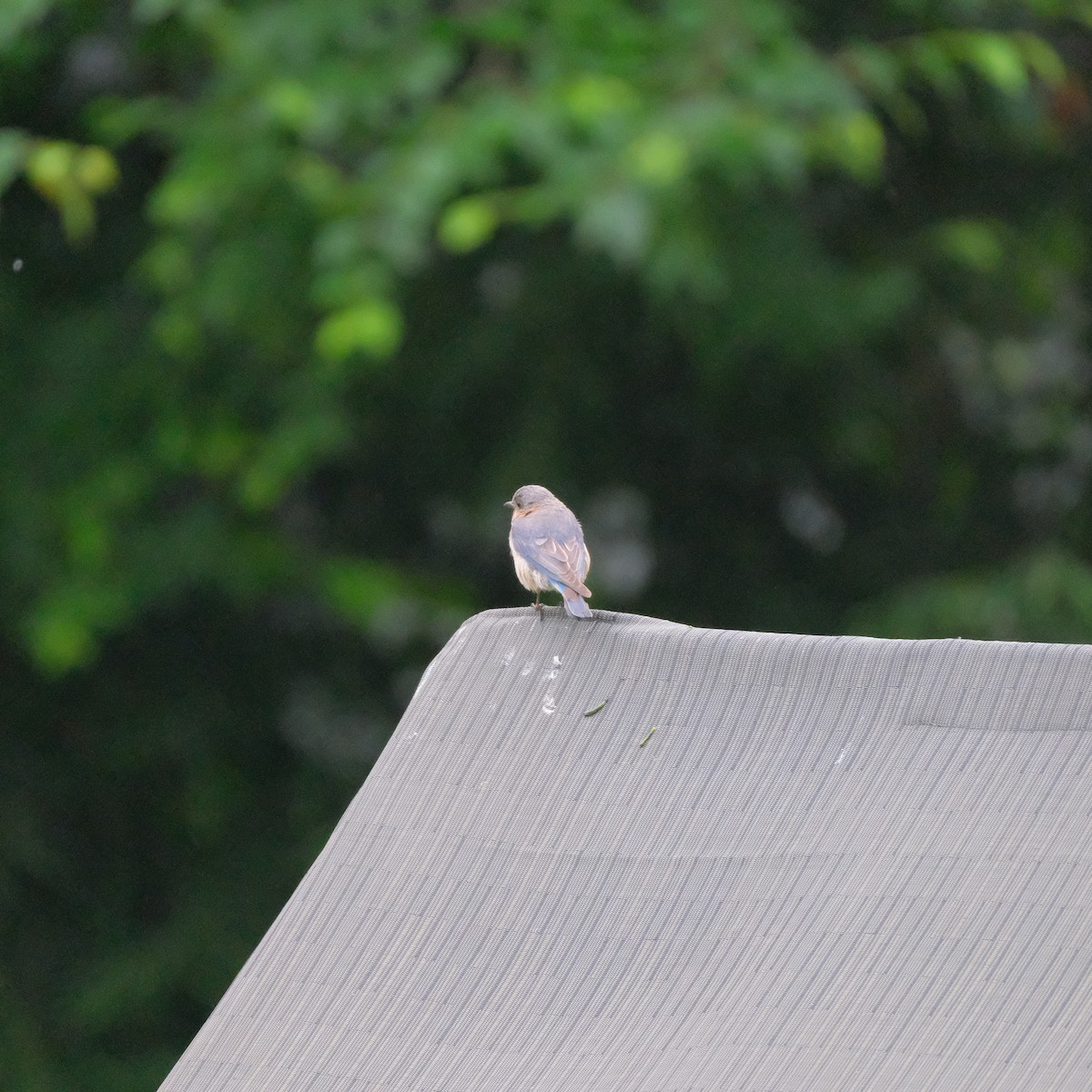 Eastern Bluebird - ML600224981