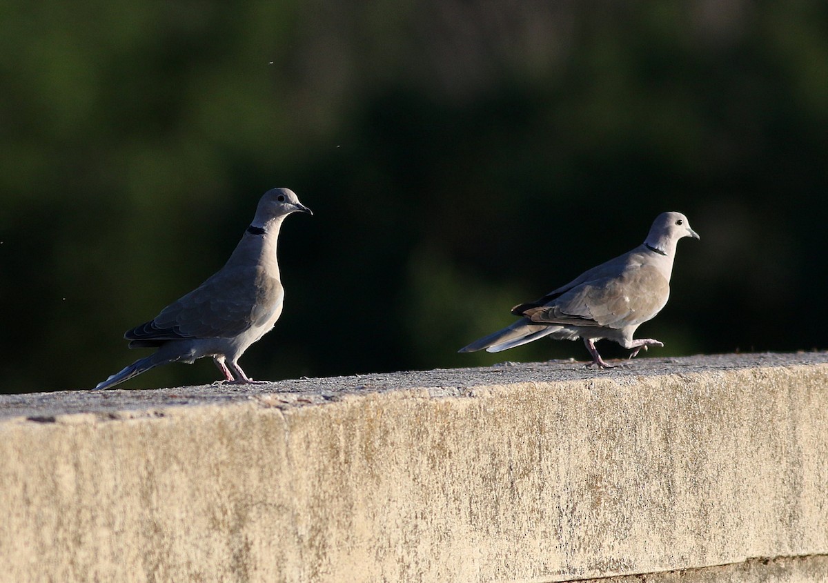 Eurasian Collared-Dove - ML600225151