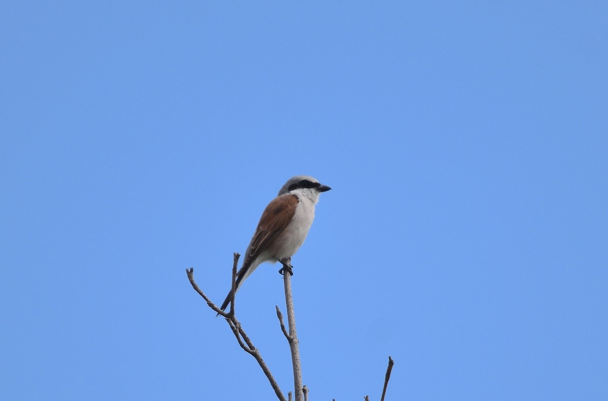 Red-backed Shrike - ML600225661