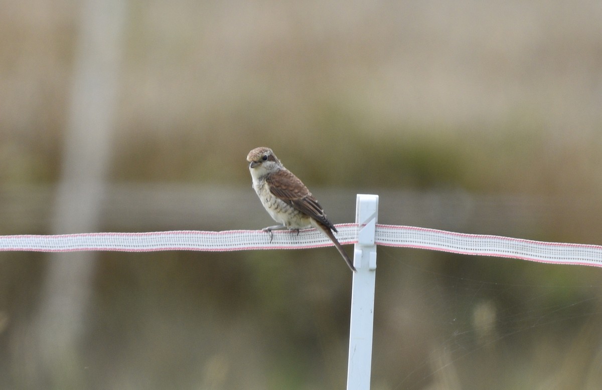 Red-backed Shrike - ML600225731