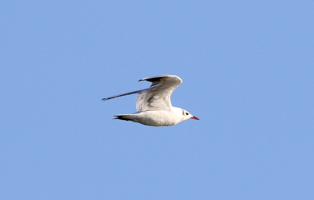 Mouette rieuse - ML600225761
