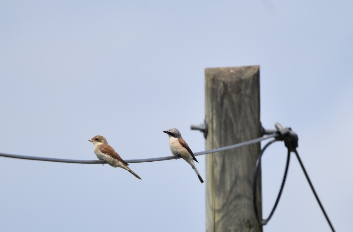 Red-backed Shrike - Steven McClellan