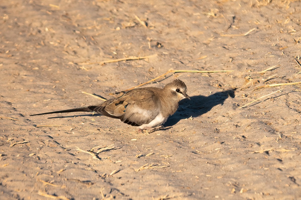 Namaqua Dove - Clive Oldham