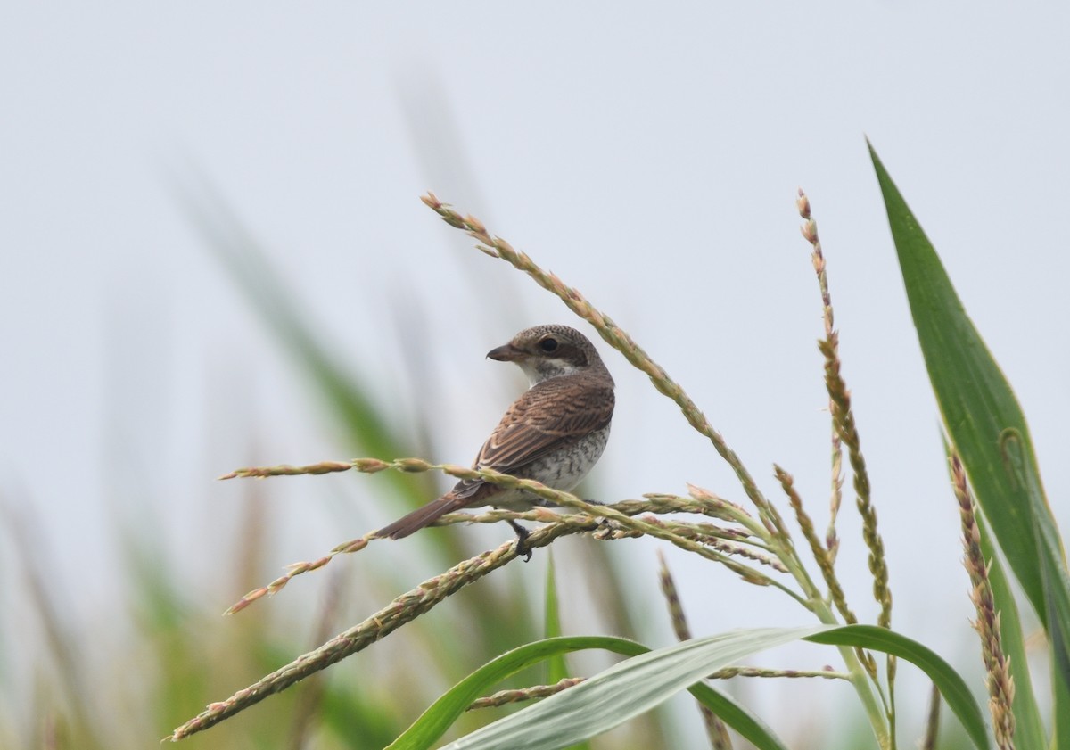 Red-backed Shrike - ML600226201