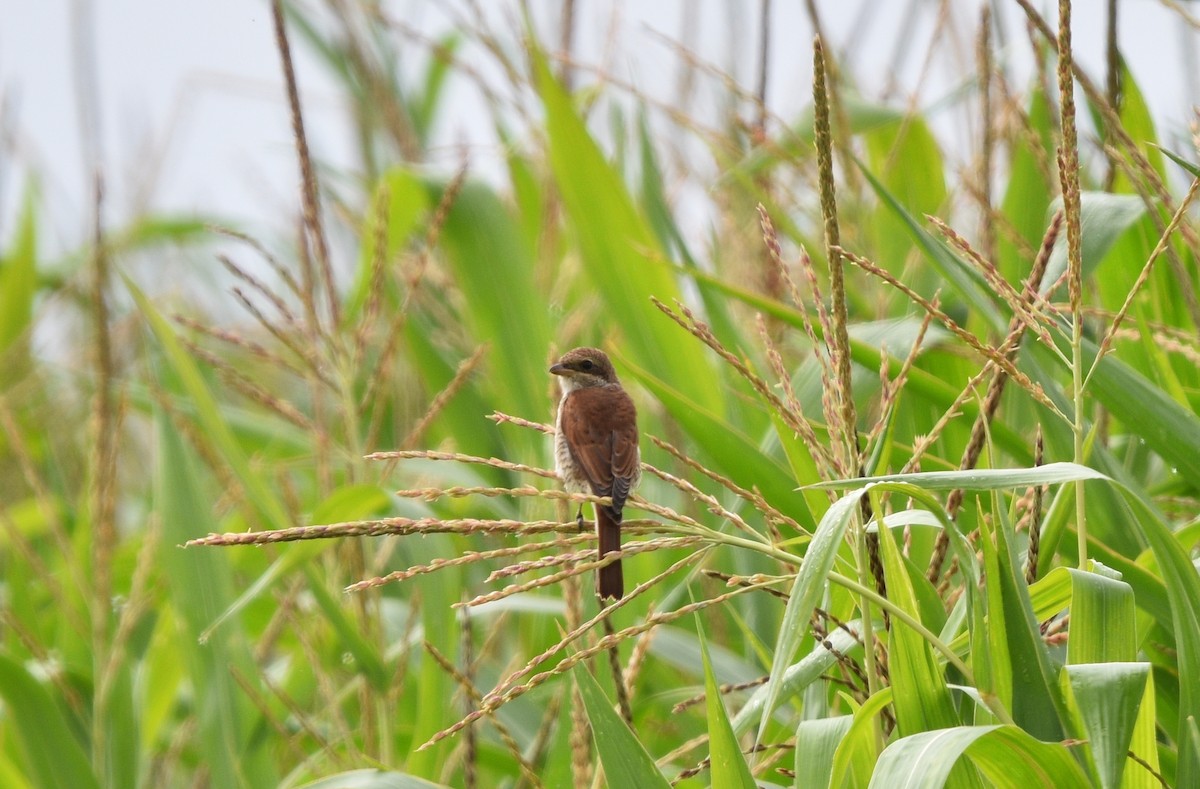 Red-backed Shrike - ML600226221