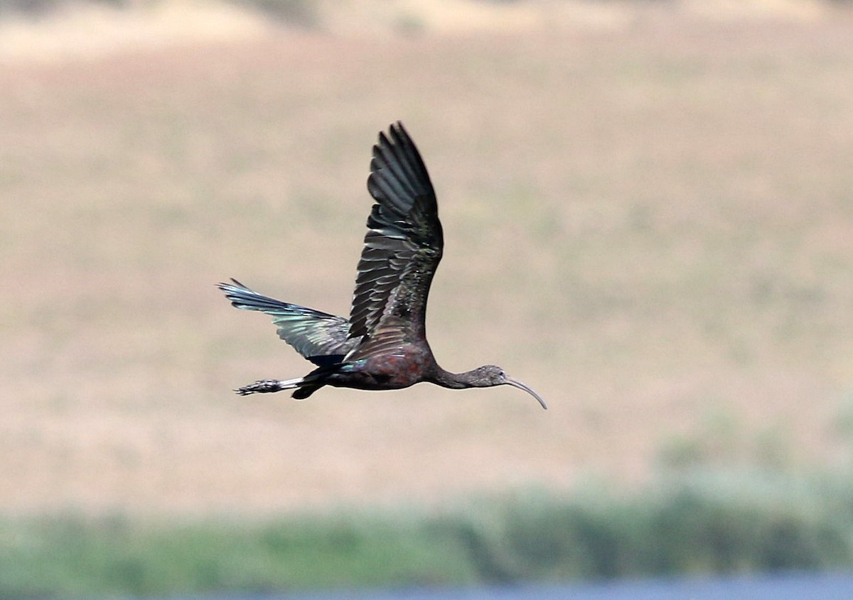 Glossy Ibis - Miguel García