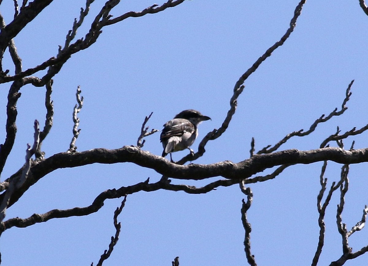 Iberian Gray Shrike - ML600226431