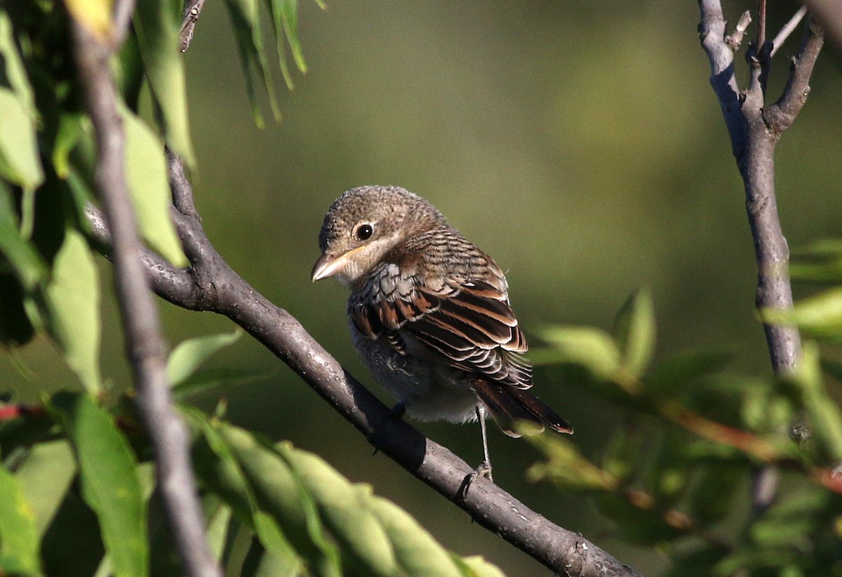 Woodchat Shrike - ML600226481