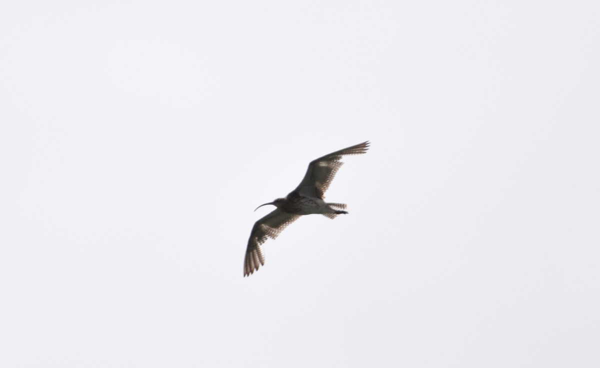 Eurasian Curlew - ML600226861
