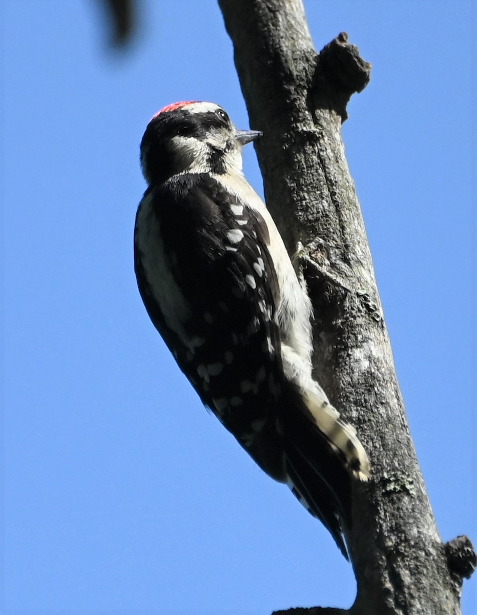 Downy Woodpecker - ML600227011