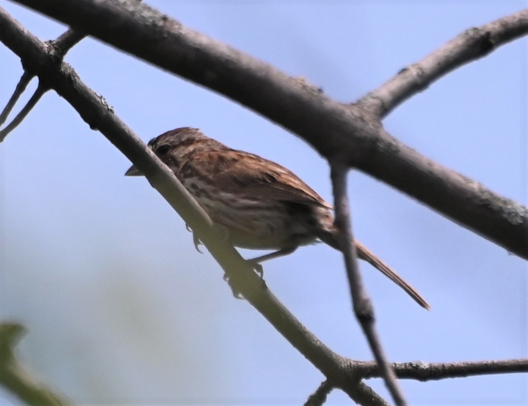 גיבתונית רוננת - ML600227421