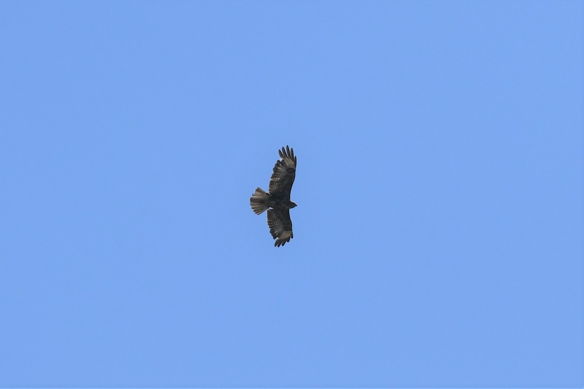 Common Buzzard - ML600227851