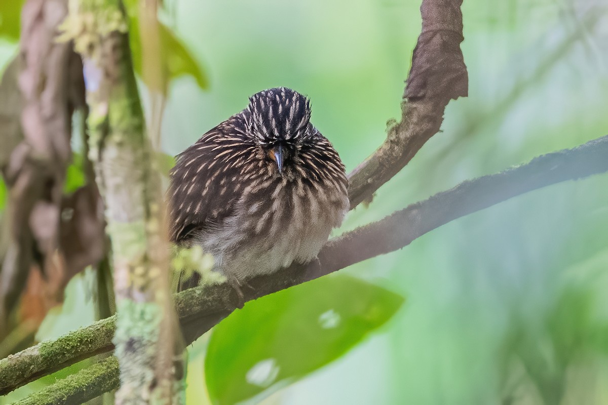 White-chested Puffbird - ML600228031