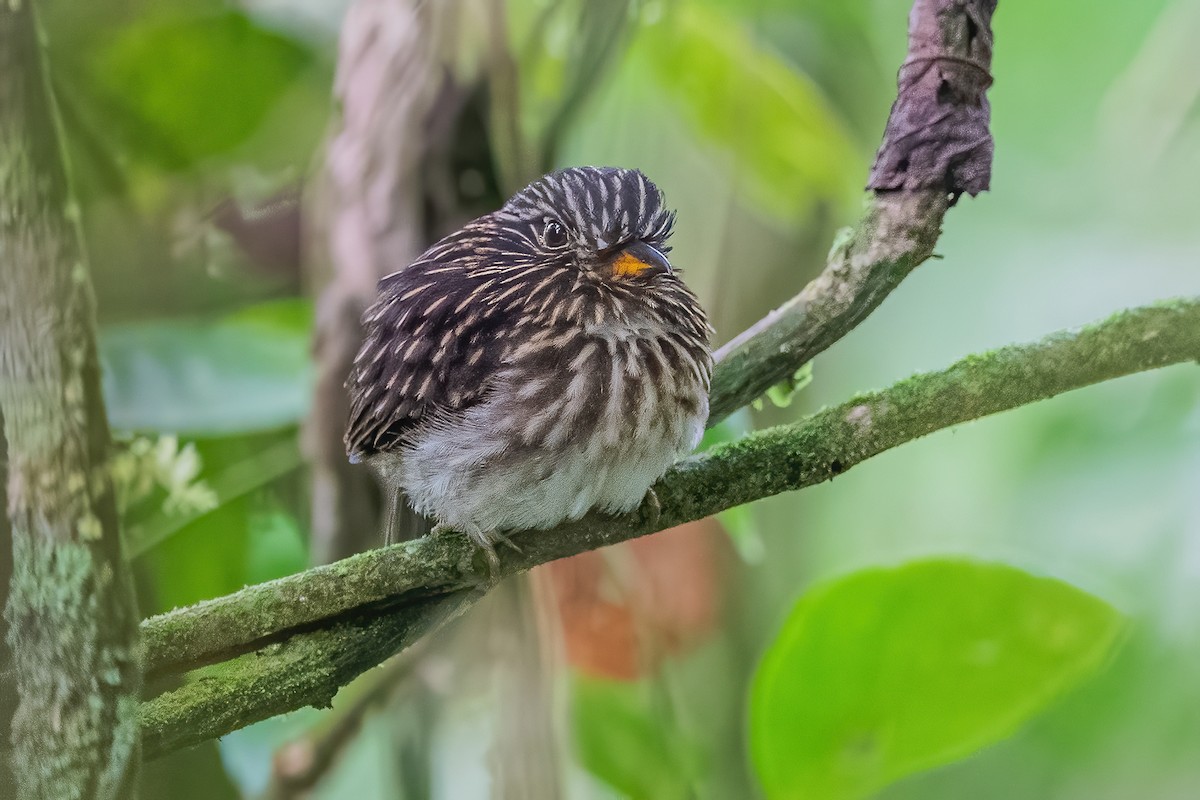 White-chested Puffbird - ML600228041