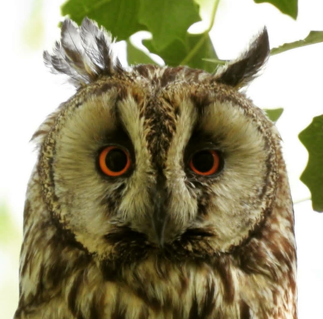 Long-eared Owl - Keramat Hafezi