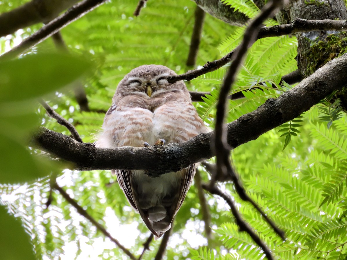 Spotted Owlet - ML600228811