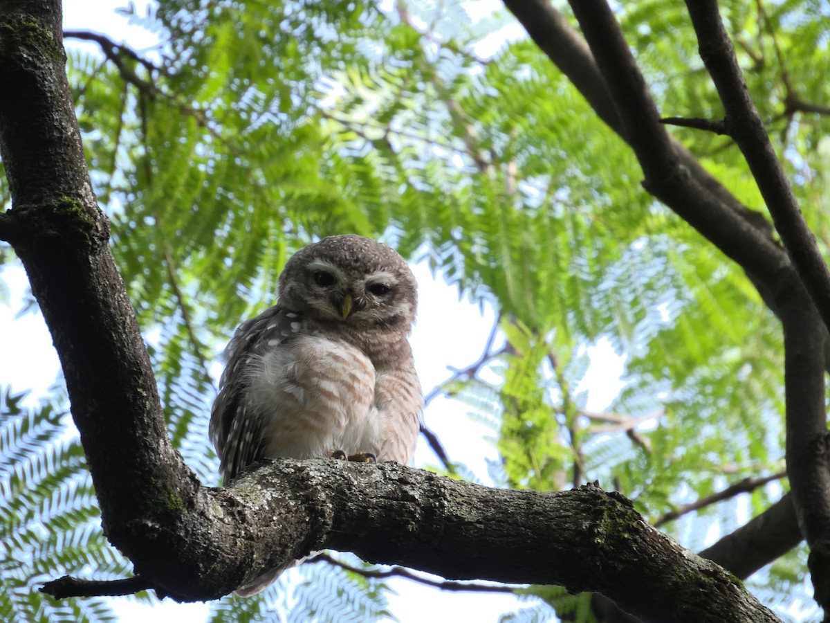 Spotted Owlet - ML600228941