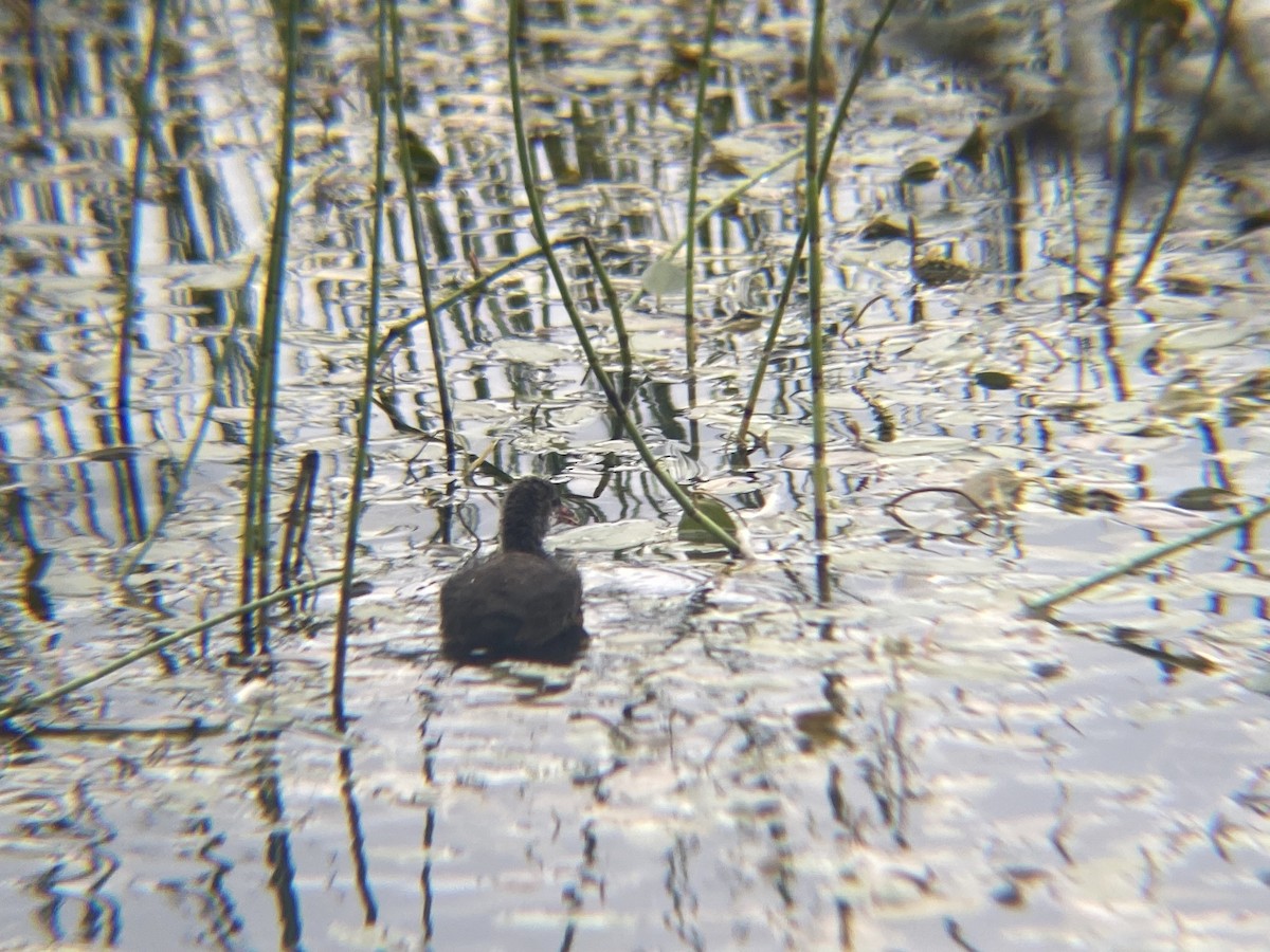 Eurasian Moorhen - Rory Wills