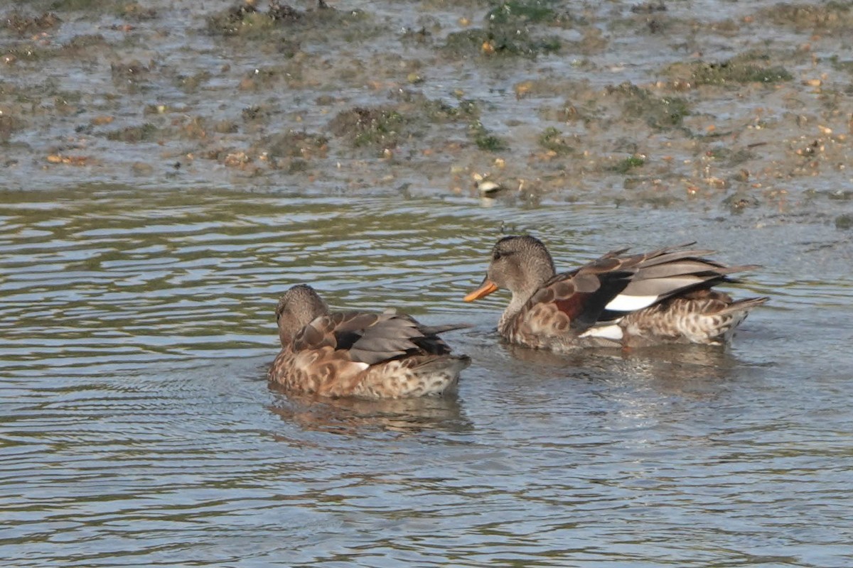 Gadwall - ML600229661