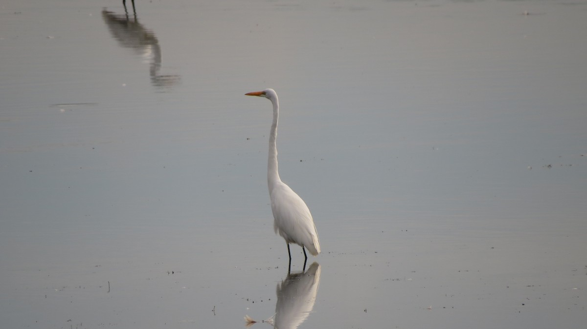 Great Egret - Dani Alba