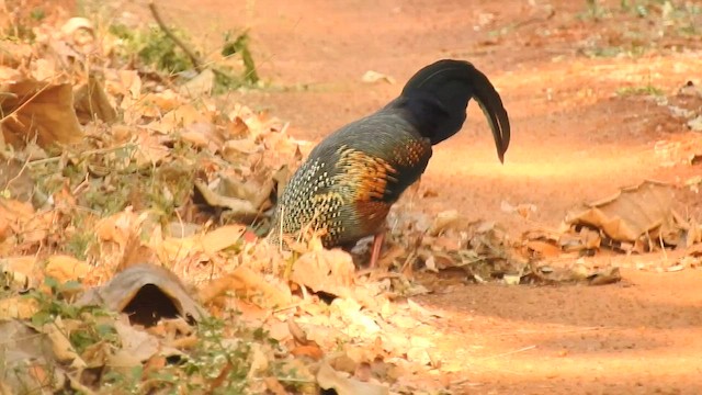 Gray Junglefowl - ML600231421