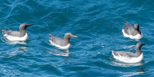 Common Murre - ML600231481