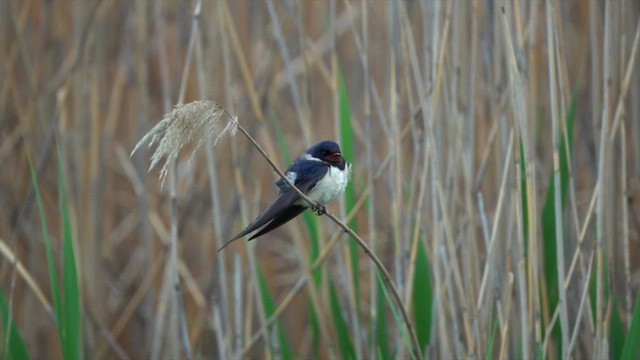 Barn Swallow - ML600232391