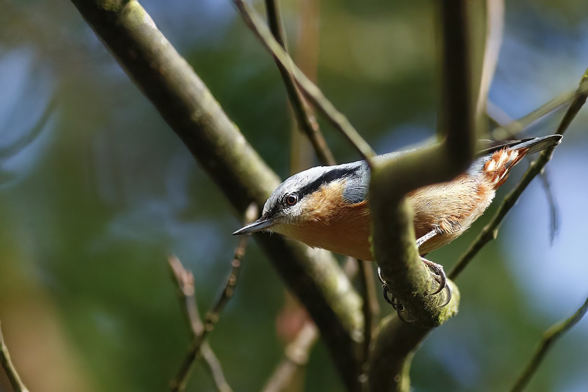 Eurasian Nuthatch - u7 Liao