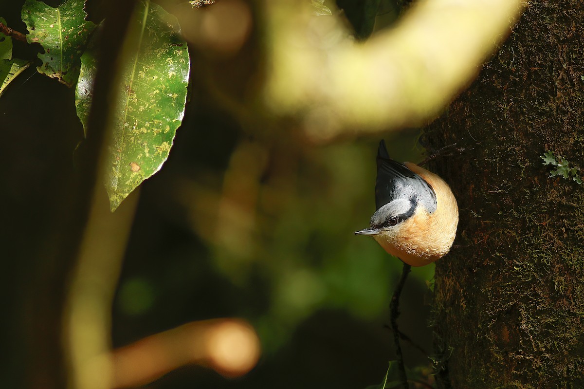 Eurasian Nuthatch - u7 Liao