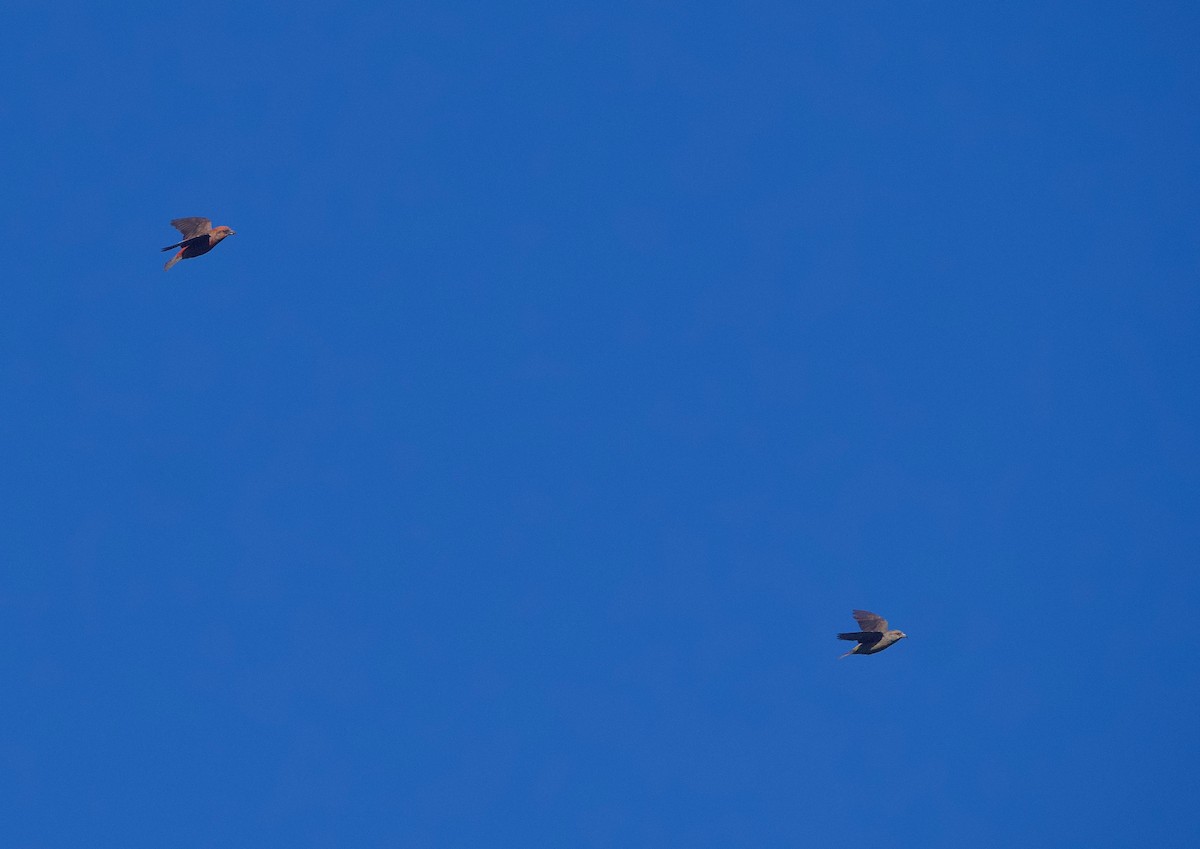 Red Crossbill - Gautam Apte