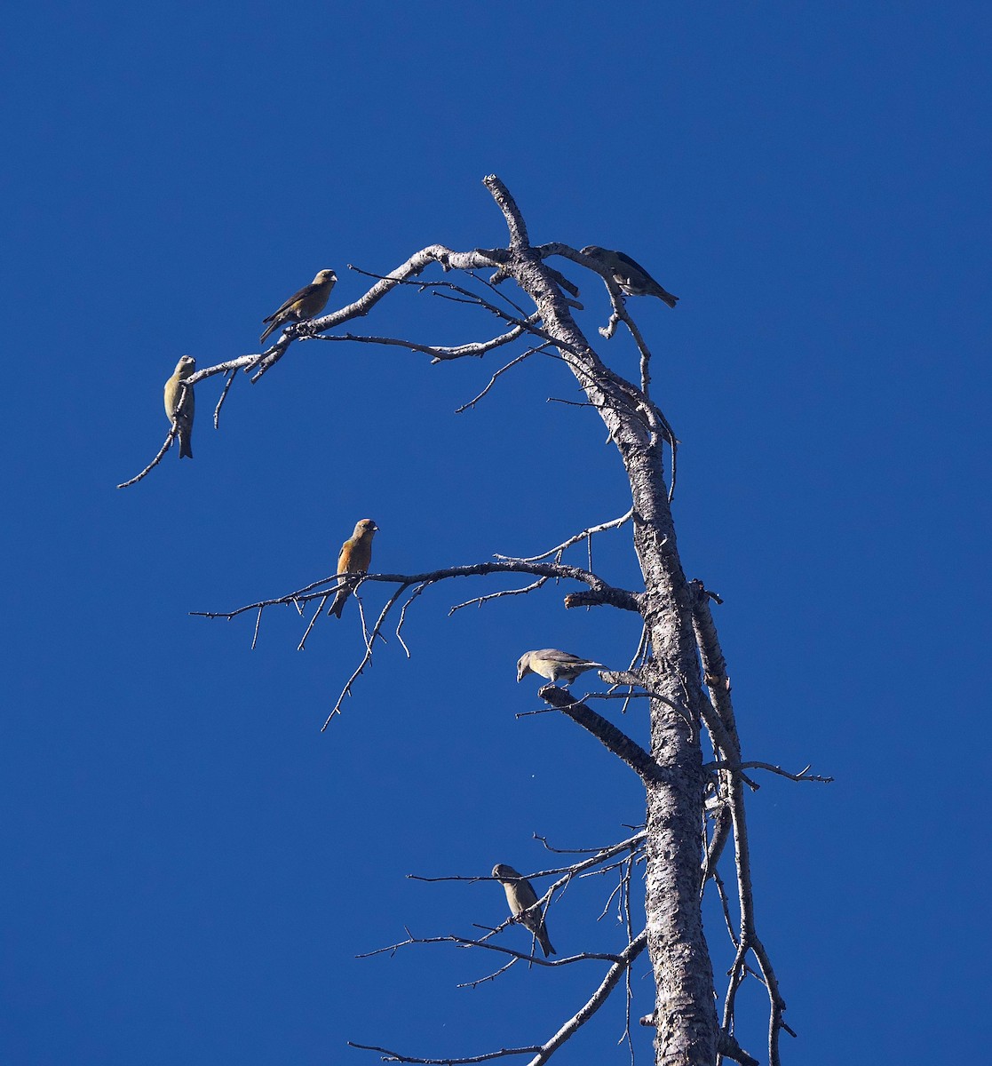 Red Crossbill - ML600233101