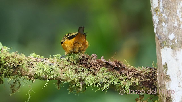 Golden Tanager (aurulenta Group) - ML600233871