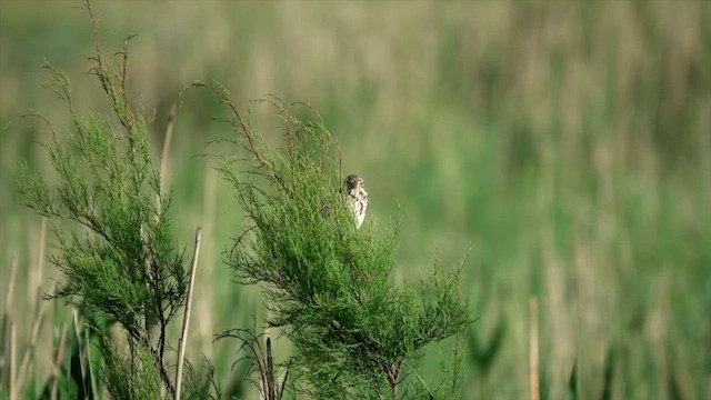 Corn Bunting - ML600233881