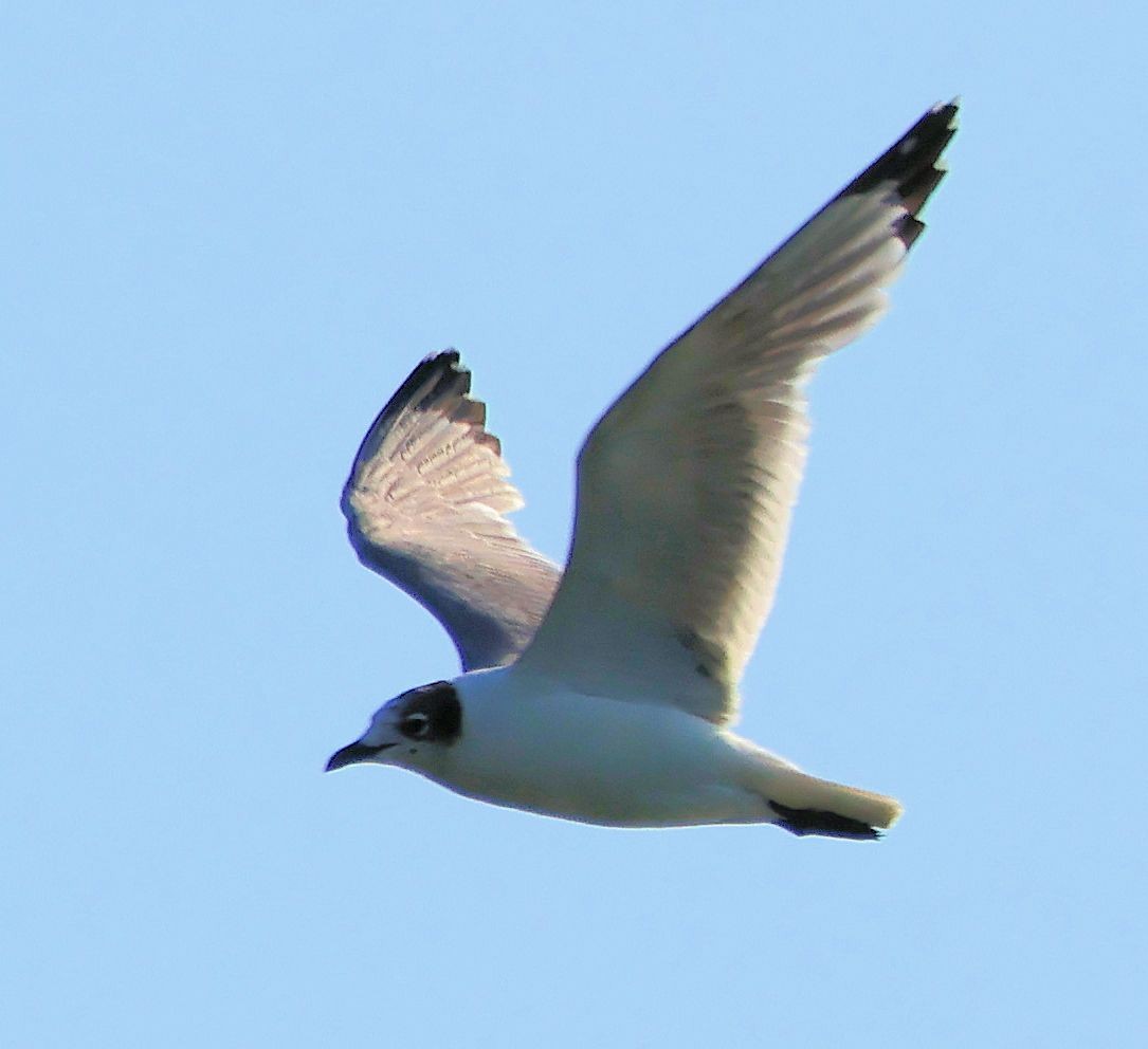 Franklin's Gull - Anonymous