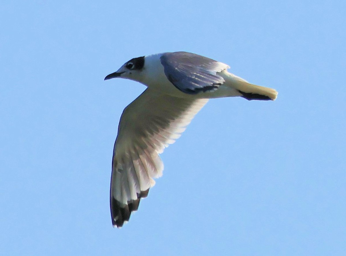 Franklin's Gull - Randall Everts