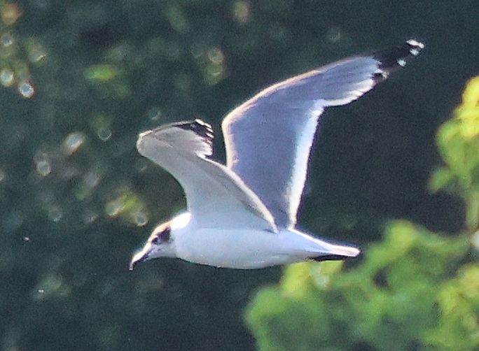 Franklin's Gull - ML600234281