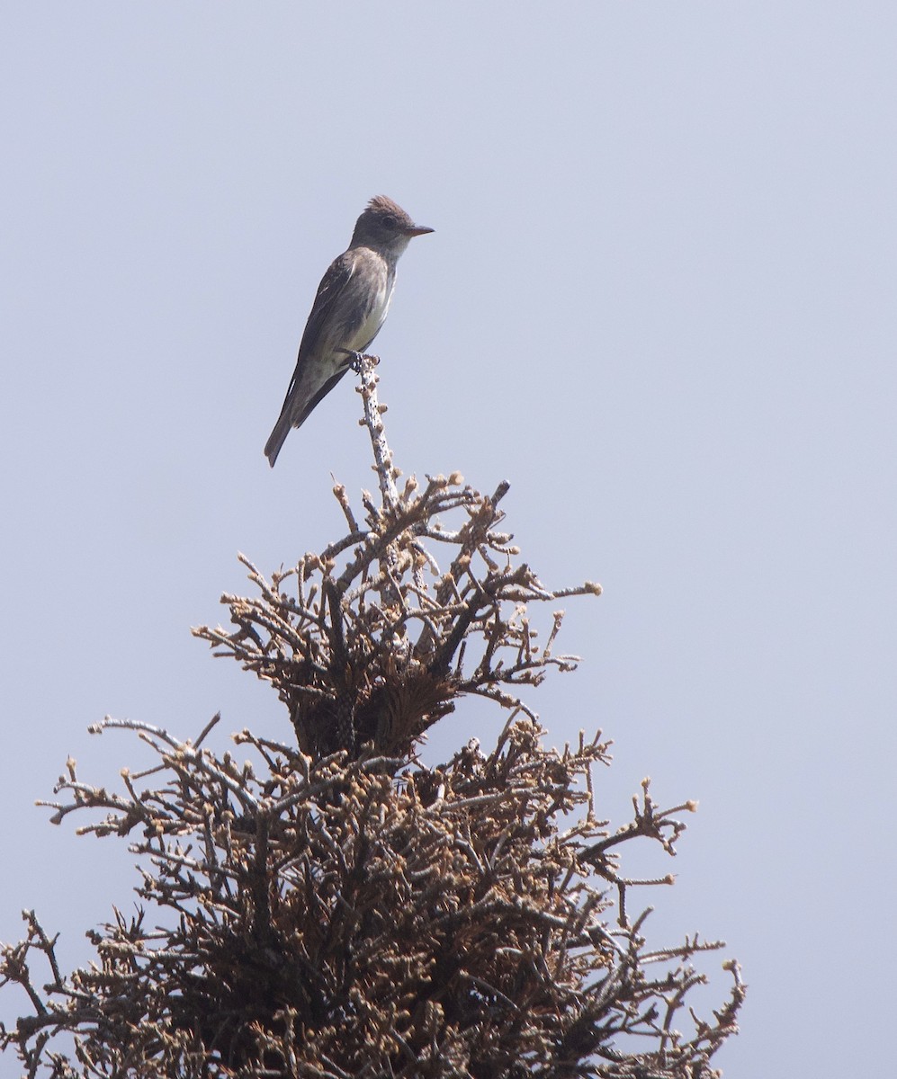 Olive-sided Flycatcher - ML600235031