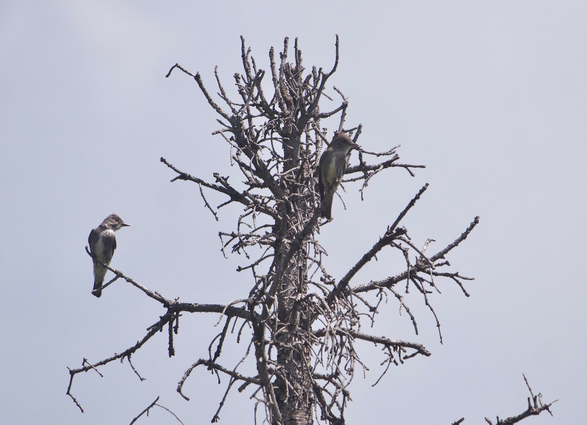 Olive-sided Flycatcher - ML600235041