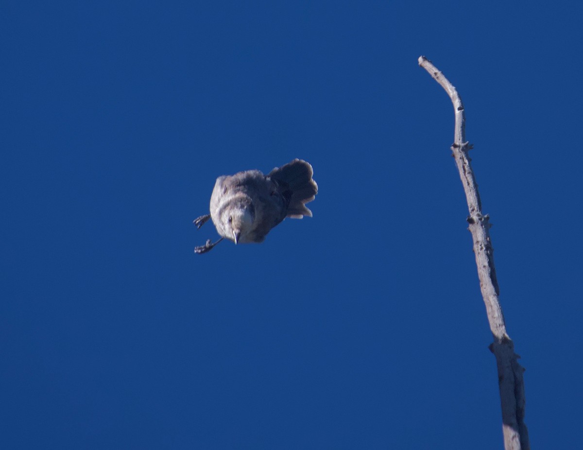 Canada Jay (Rocky Mts.) - ML600235091