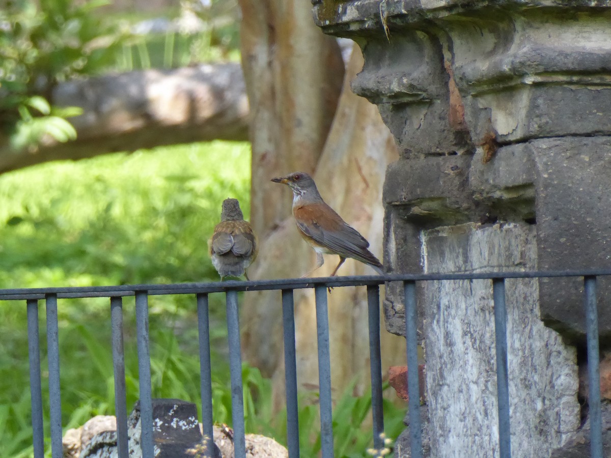 Rufous-backed Robin - ML600235201