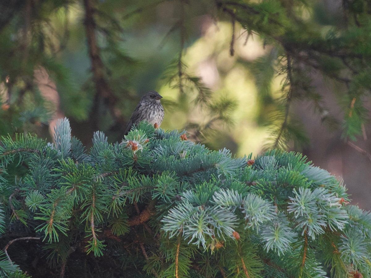 Dark-eyed Junco (Gray-headed) - ML600235231