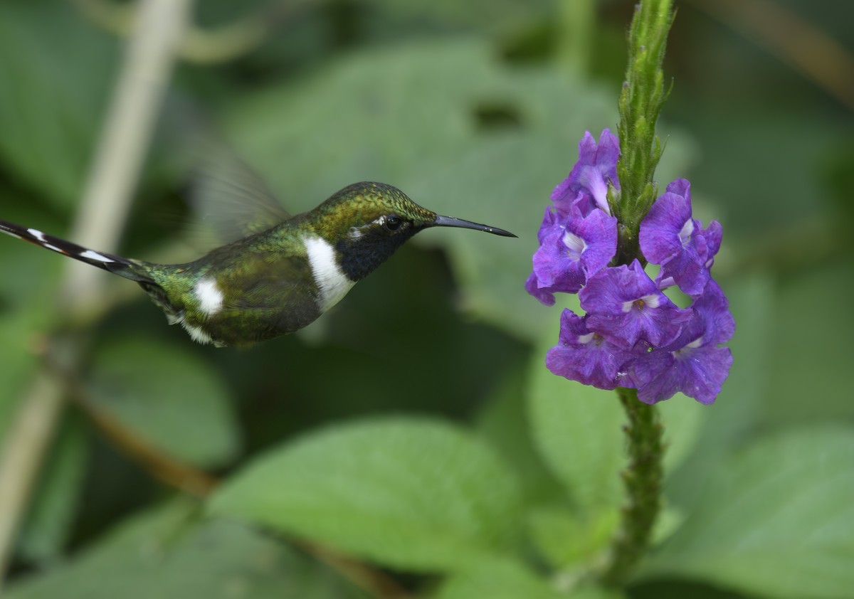 Sparkling-tailed Hummingbird - Jose-Miguel Ponciano