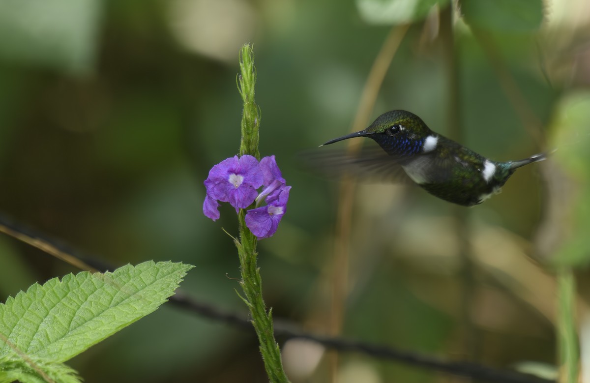 Sparkling-tailed Hummingbird - Jose-Miguel Ponciano