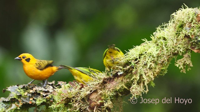 Golden Tanager (aurulenta Group) - ML600235381