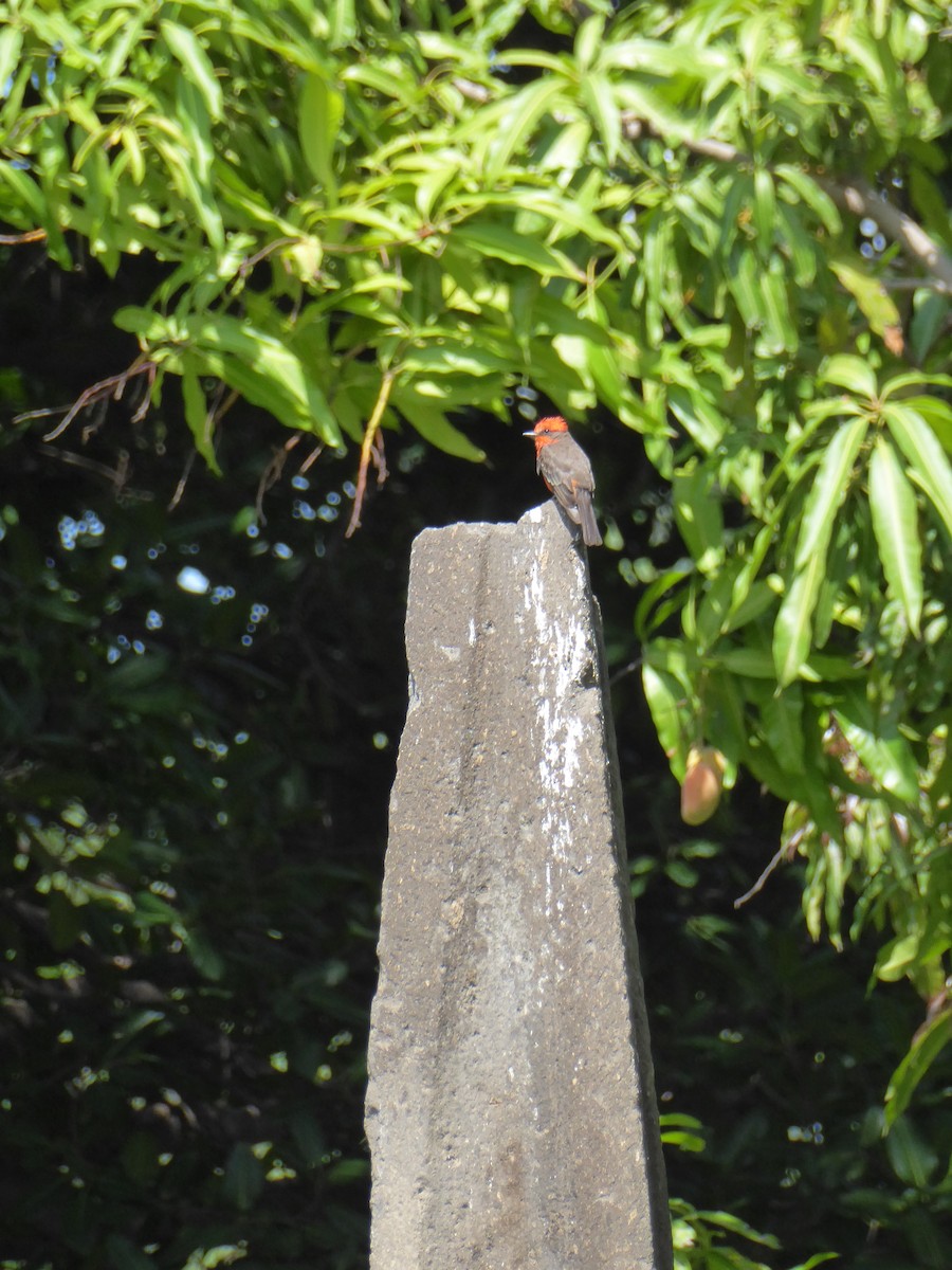 Vermilion Flycatcher - ML600236301