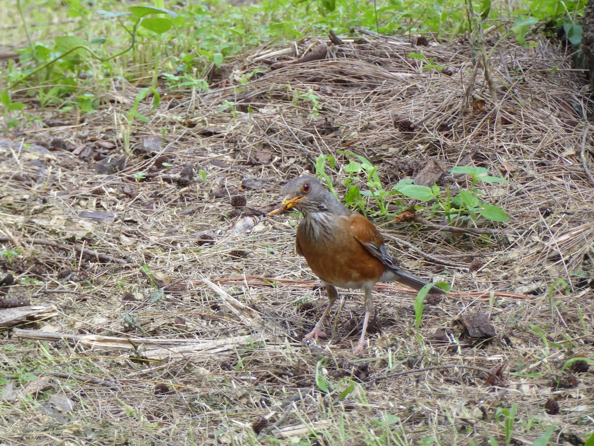 Rufous-backed Robin - ML600236841