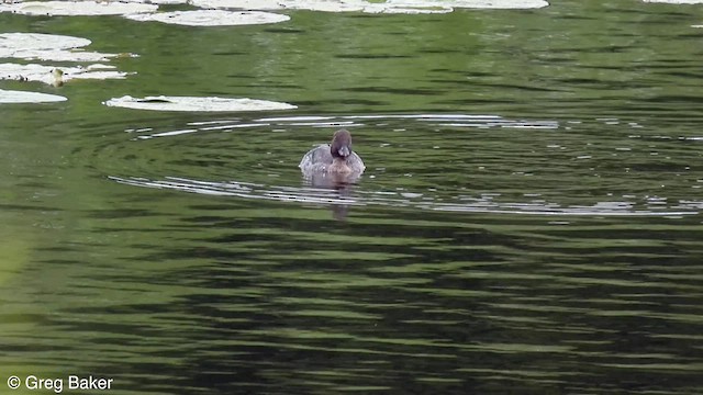 Common Goldeneye - ML600237321